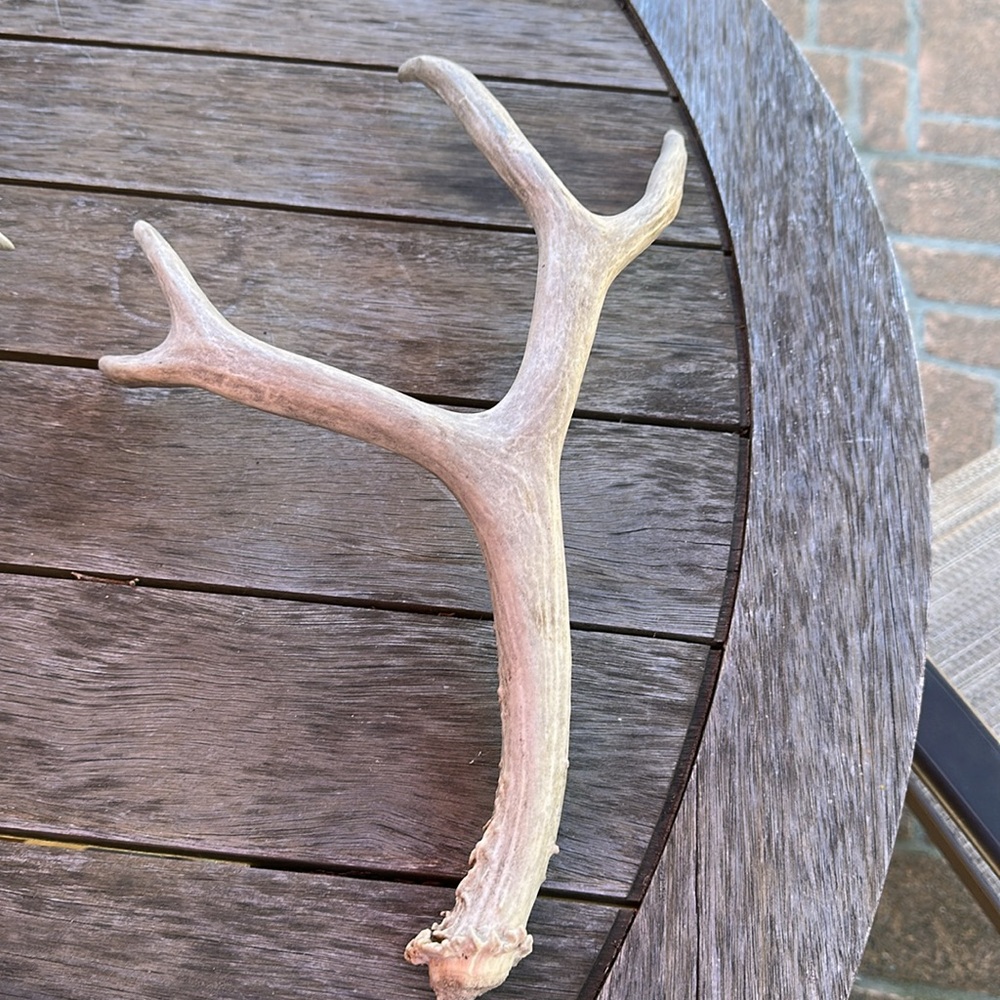 🦌Deer antler shedding, authentic real display art piece - Picture 4 of 4